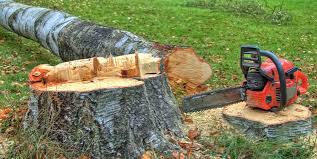 Best Tree Cabling and Bracing  in Franklin Lakes, NJ