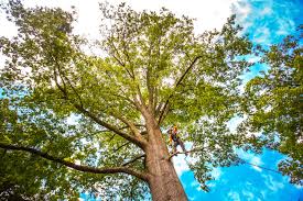 Best Stump Grinding and Removal  in Franklin Lakes, NJ