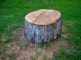  Franklin Lakes, NJ Tree Removal Pros