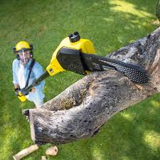 Best Tree Health Inspection  in Franklin Lakes, NJ