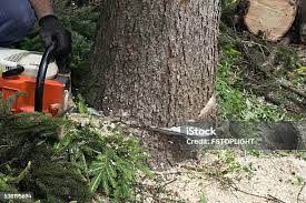 Best Utility Line Clearance  in Franklin Lakes, NJ