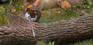 Best Pest Control for Lawns  in Franklin Lakes, NJ