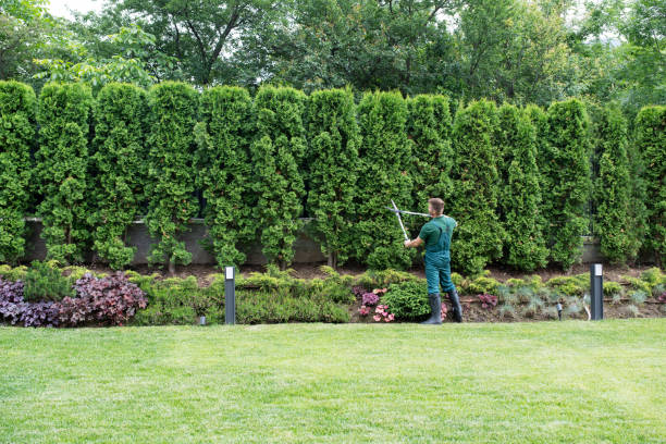 Best Tree Maintenance Programs  in Franklin Lakes, NJ