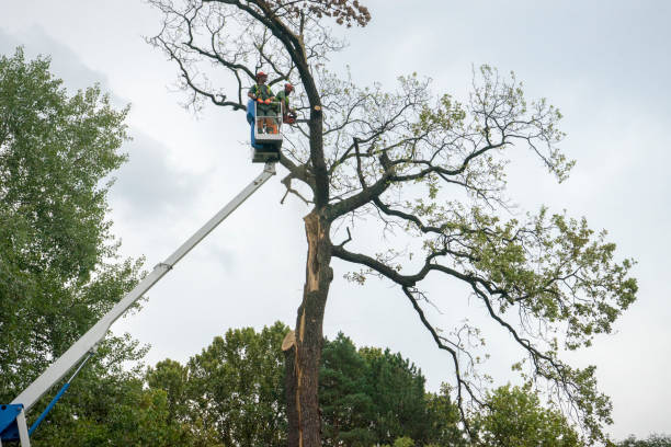 How Our Tree Care Process Works  in  Franklin Lakes, NJ