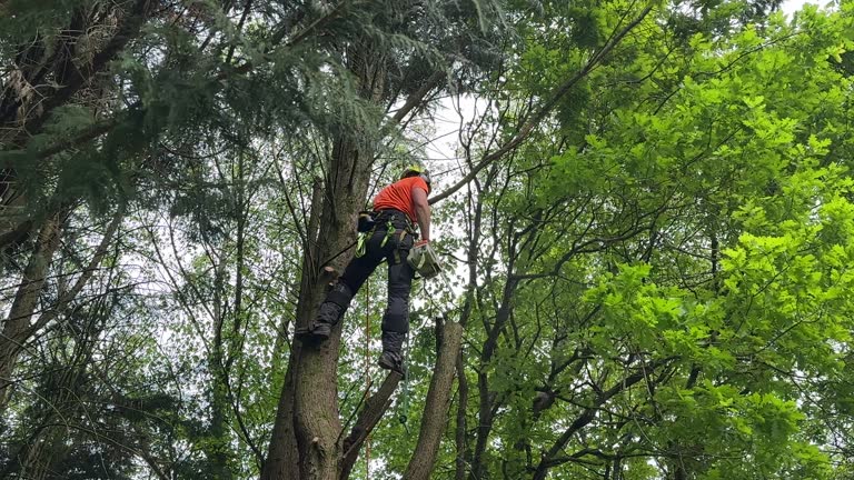 Best Aeration Services  in Franklin Lakes, NJ