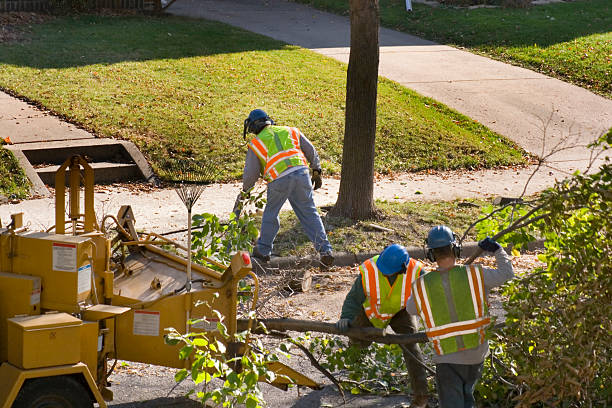 Best Tree Disease Treatment  in Franklin Lakes, NJ