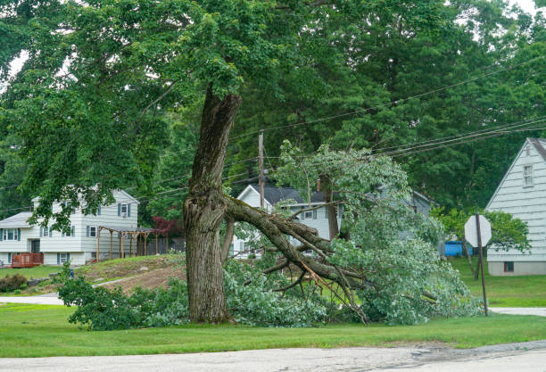 Best Hazardous Tree Removal  in Franklin Lakes, NJ