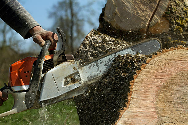 Best Tree Cabling and Bracing  in Franklin Lakes, NJ